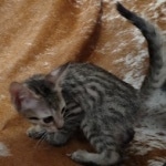 Savannah F-7SBT Male DOB 8-29-21