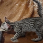 Savannah F-7SBT Male DOB 8-29-21