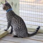 Bandit Savannah F-7SBT Male DOB 8-29-21