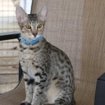 Bandit Savannah F-7SBT Male DOB 8-29-21