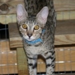 Bandit Savannah F-7SBT Male DOB 8-29-21