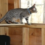 Bandit Savannah F-7SBT Male DOB 8-29-21