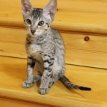 Bandit Savannah F-7SBT Male DOB 8-29-21