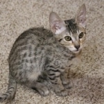 Bandit Savannah F-7SBT Male DOB 8-29-21