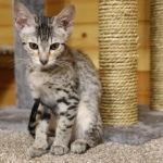 Bandit Savannah F-7SBT Male DOB 8-29-21
