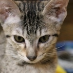 Bandit Savannah F-7SBT Male DOB 8-29-21