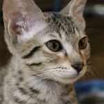 Bandit Savannah F-7SBT Male DOB 8-29-21