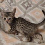 Savannah F-7SBT Male DOB 8-29-21