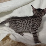 Savannah F-7SBT Male DOB 8-29-21