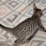 Savannah F-7SBT Male DOB 8-29-21