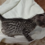 Savannah F-7SBT Male DOB 8-29-21