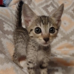 Savannah F-7SBT Male DOB 8-29-21