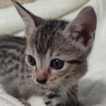 Savannah F-7SBT Male DOB 8-29-21