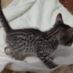 Savannah F-7SBT Male DOB 8-29-21