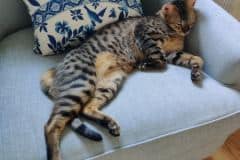 Wiki Savannah F-7SBT Male golden DOB 3/3/21