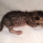 Savannah SBT male DOB 3-3-21