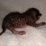 Savannah SBT male DOB 3-3-21