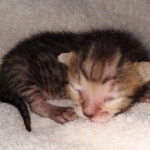 Savannah SBT male DOB 3-3-21