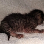 Savannah SBT male DOB 3-3-21