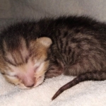 Savannah SBT male DOB 3-3-21