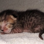 Savannah SBT male DOB 3-3-21