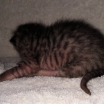 Savannah SBT male DOB 3-3-21