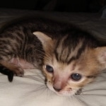 Savannah SBT male DOB 3-3-21