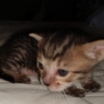 Savannah SBT male DOB 3-3-21