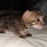 Savannah SBT male DOB 3-3-21