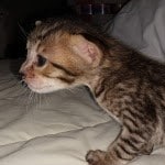 Savannah SBT male DOB 3-3-21