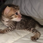 Savannah SBT male DOB 3-3-21