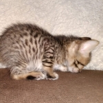 Savannah SBT male DOB 3-3-21