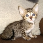 Savannah SBT male DOB 3-3-21