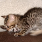 Savannah SBT male DOB 3-3-21