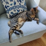 Wiki Savannah SBT male DOB 3-3-21