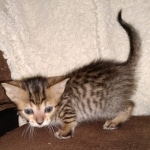 Savannah SBT male DOB 3-3-21