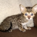 Savannah SBT male DOB 3-3-21