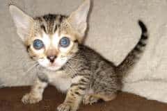 Maximus Savannah F-7SBT Male med DOB 3-3-21