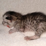 Savannah, Male SBT dob 3/3/21