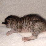 Savannah, Male SBT dob 3/3/21