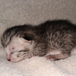 Savannah, Male SBT dob 3/3/21