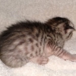 Savannah, Male SBT dob 3/3/21