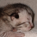 Savannah, Male SBT dob 3/3/21