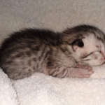 Savannah, Male SBT dob 3/3/21