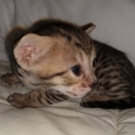 Savannah, Male SBT dob 3/3/21