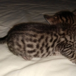 Savannah, Male SBT dob 3/3/21