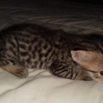 Savannah, Male SBT dob 3/3/21