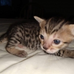 Savannah, Male SBT dob 3/3/21