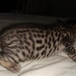 Savannah, Male SBT dob 3/3/21