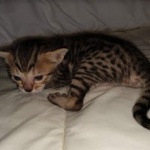 Savannah, Male SBT dob 3/3/21